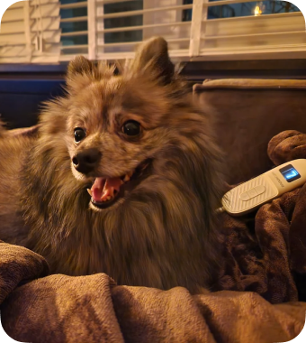 Hond op warme deken met afstandsbediening – huisdieren genieten mee van de Seranova elektrische deken. 